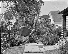 Uprooted in Ecorse